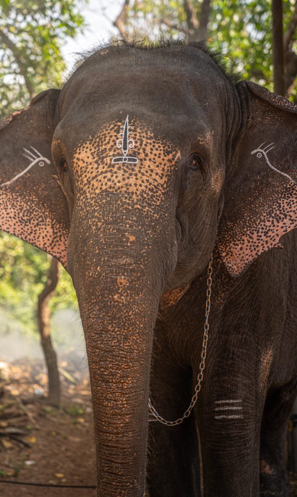 Elephant Kerala